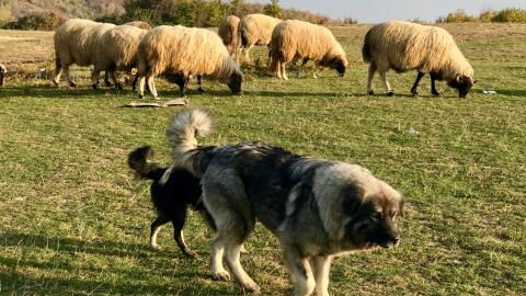 She abandoned her dogs in a fire, but when she returned she found something incredible