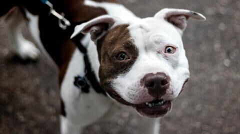 This pit bull saved this woman’s life on multiple occasions
