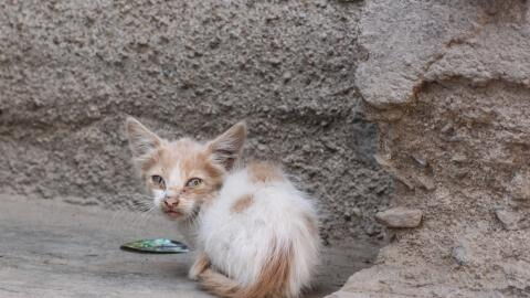 They found an abandoned cat and were disgusted when they discovered what had happened to him