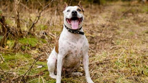 To save his beloved dog this man risked everything