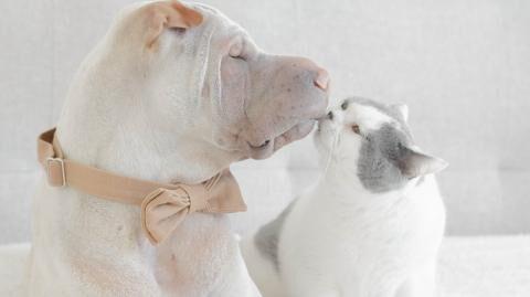 Tricks you can use to make your cat and dog get along