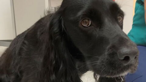 Dog suffers near death experience after eating discarded face mask