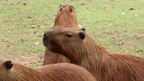 The world's largest rodent might be the perfect pet for you