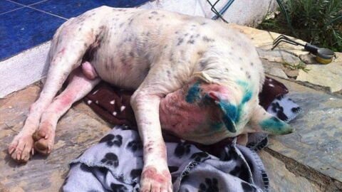After being shot with a paintball 50 times, this dog made a miraculous recovery