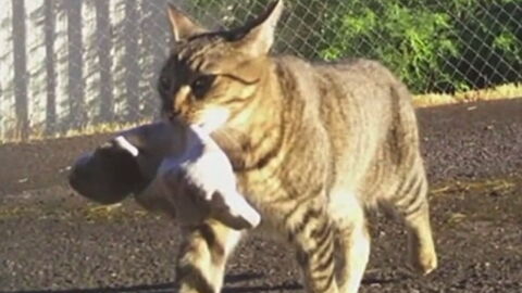 This klepto cat always brought his owner gifts... But he wasn't expecting this
