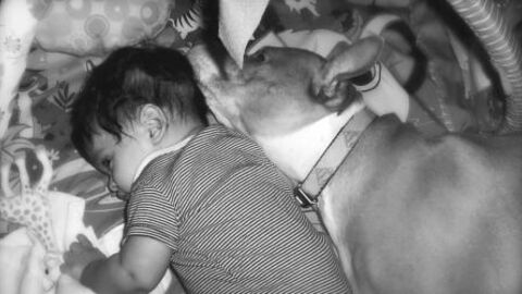 Pit bull saves its entire family from a blazing inferno