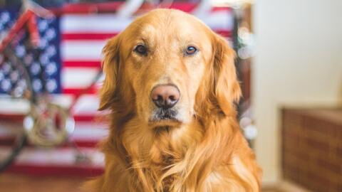 This dog suddenly bit his owner and it saved their entire family