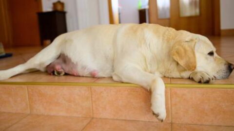 This pregnant dog was unable to give birth, then the vet revealed why