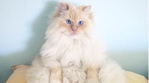 This fluffy cat who looks like a cloud is making the whole internet fall for him