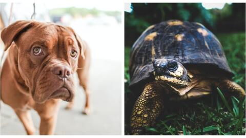 You won't believe these animals became best friends!