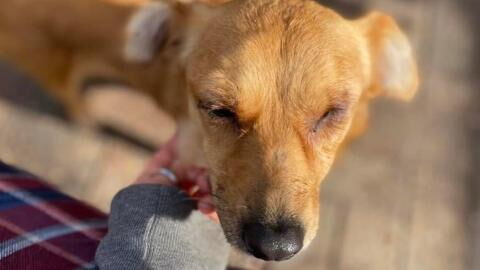 This one-eyed dog who was horribly mistreated is now looking for a forever home