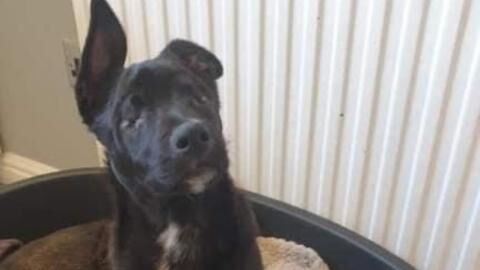 This puppy had to get his eyes removed and is now looking for a forever home
