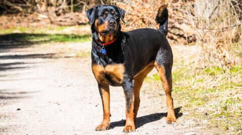 Elderly man was shot by his own dog and miraculously survived