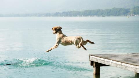 Man brutally throws his dog over a bridge and swears 'witches' told him to