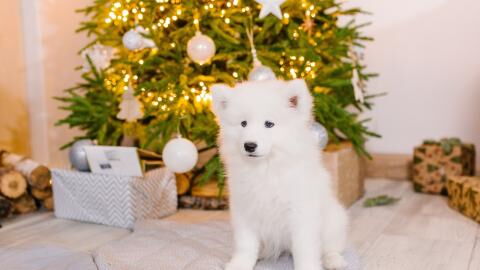 These Christmas decorations are dangerous for your pet