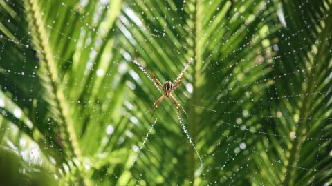 I'm a Celeb: The health of the contestants is at risk, here's why