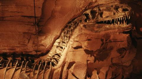 Never-before-seen skeleton of a giant dinosaur discovered in Argentina