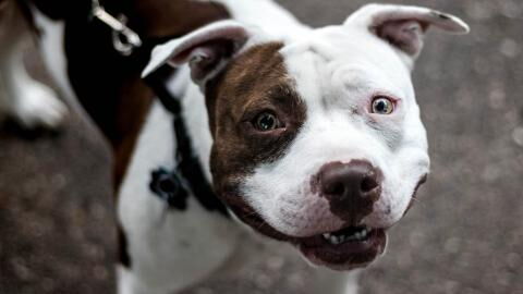 What this girl did to her pitbull will warm your heart