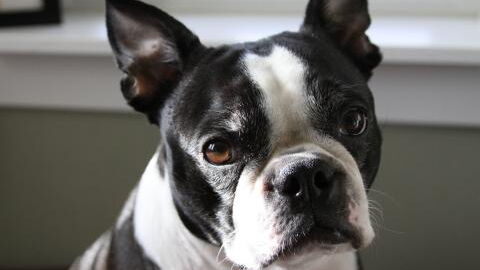 'She started turning blue': Heroic dog saves baby’s life