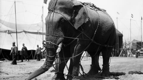 Murderous Mary: The circus elephant who was tragically hanged to death for killing a man