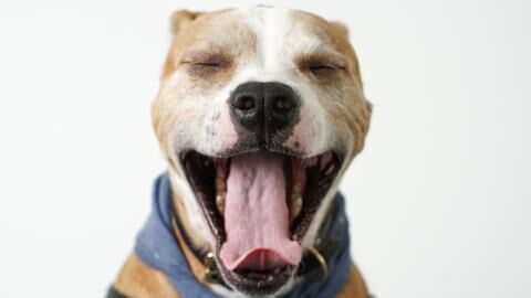 This senior dog was dumped in a shelter to die but instead found her 'fountain of youth'