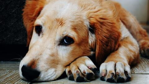 'Dumped like a piece of rubbish': rescue’s horror after dog 'hours-from-death' found abandoned in a park