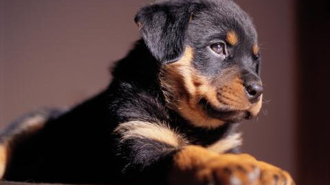 This man who suffered from internal bleeding without warning was saved by his dog