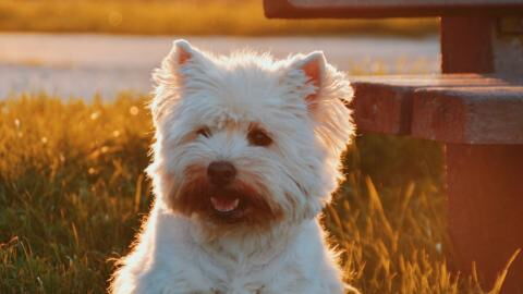 This dog's owners were devastated after tragic fireworks accident