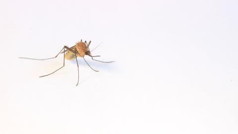 The best tips to protect yourself from mosquitoes, according to science