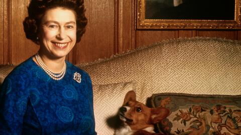 The Queen's death: Prince Andrew may inherit the monarch's beloved dogs