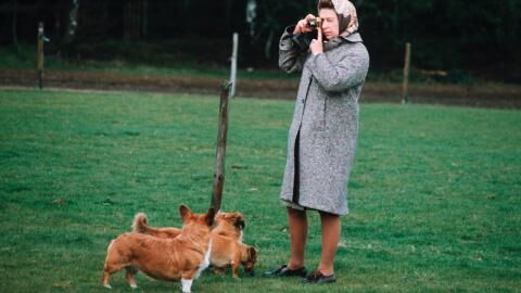 Queen Elizabeth II owned hundreds of animals, what will happen to them now?