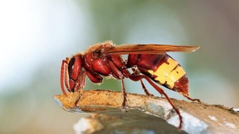 Asian hornets are invading the UK, this is what you should do if you get stung