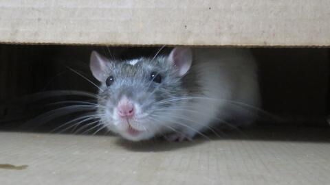 Brits warned not to poison 300 million super-rats taking over UK, here's why