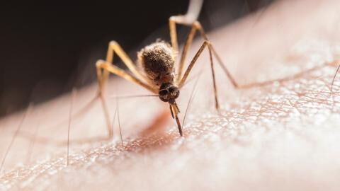 Climate change could bring deadly diseases to the UK, experts warn