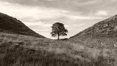 Sycamore Gap tree: After the arrest of a 16-year-old a conspiracy theory emerges