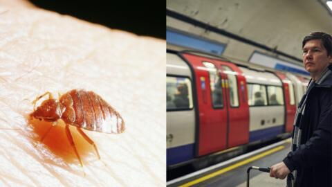 Bed bugs supposedly spotted in the UK: Here's how to protect yourself on public transport