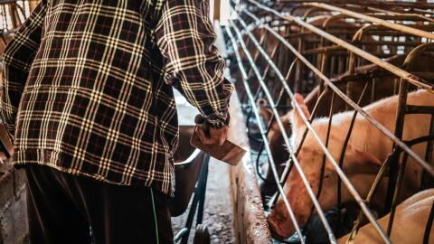 Swine flu horror: Here’s what we know about UK’s first case in a human and the virus itself