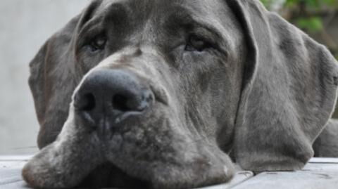 The world's tallest dog has tragically passed away at just 3 years old