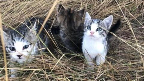 She Found A Litter Of Abandoned Kittens, What Happened Next Is Unbelievable