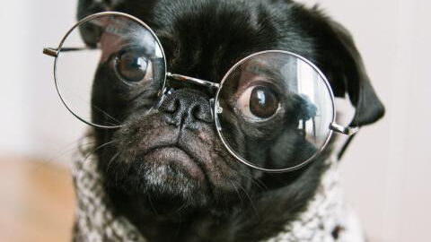 Man gets away with using pet ID as proof of vaccination