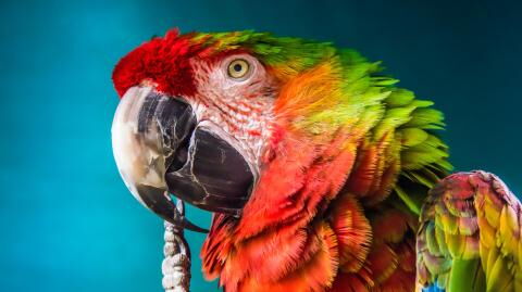 London Station: Lost but found parrot keeps making tube announcements