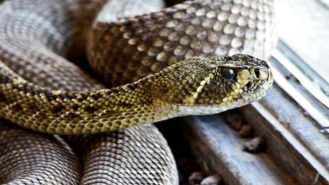 Woman discovers one of the world's most venomous snakes in her child's bedroom