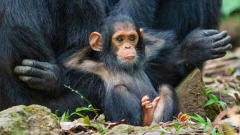 These were the finalists for the 2019 comedy wildlife photography awards