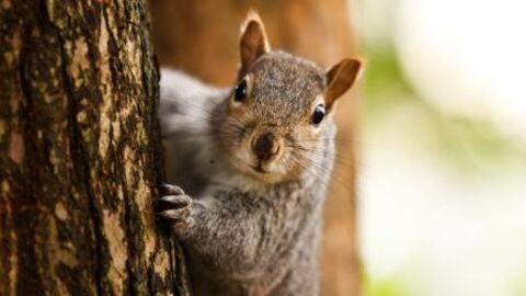 These hilarious wildlife photos were taken at the perfect moment