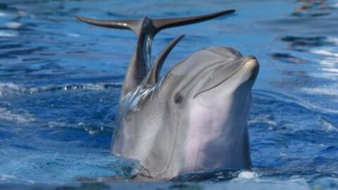 She took a photo of this dolphin then noticed something very strange on its back