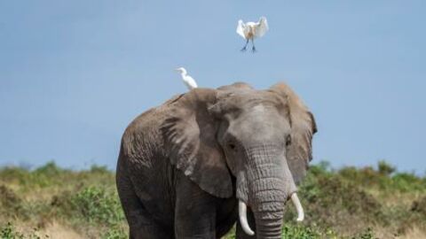 This adorable elephant fell flat on its trunk after chasing and playing with a flock of birds