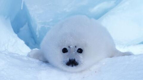 These Are The Most Incredible Captured Photos Of Wildlife Living In The Snow