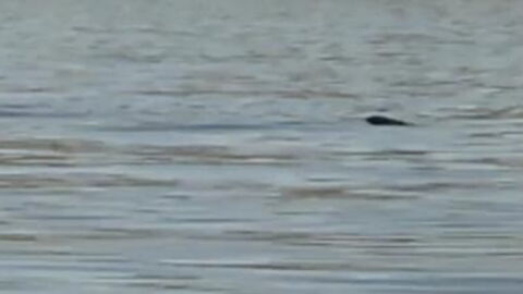 They Were Calmly Filming the Sea When Something Incredible Happened