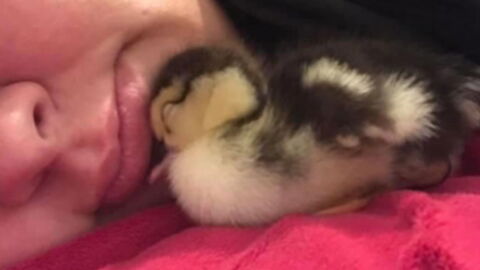 A Woman Hatched an Duckling… Using Her Cleavage