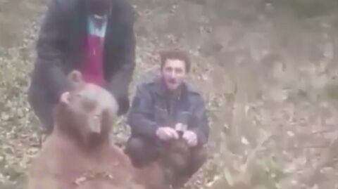 Animal Cruelty: Horrendous Videos Show Hunters Torturing Brown Bears in Turkey